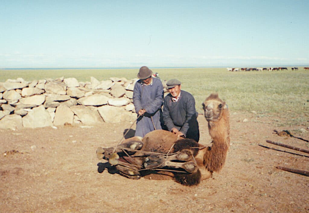 Chandman' Sum Camel Operation 1993