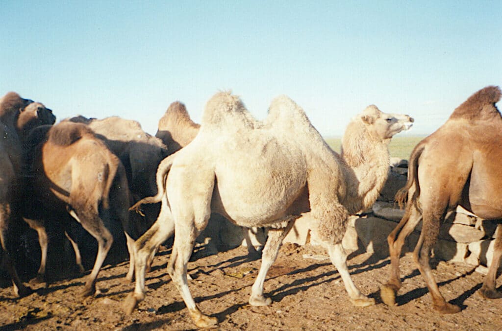 Chandman' Sum Camels corralled 1993