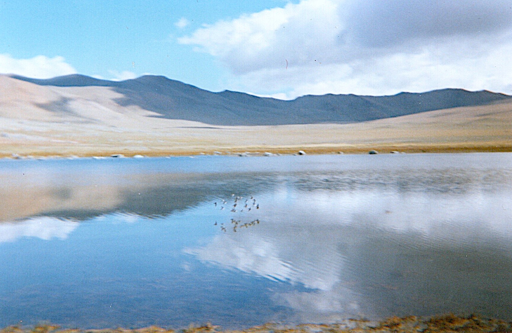 Duut Nuur with  flock of birds Duut Sum in the Altai