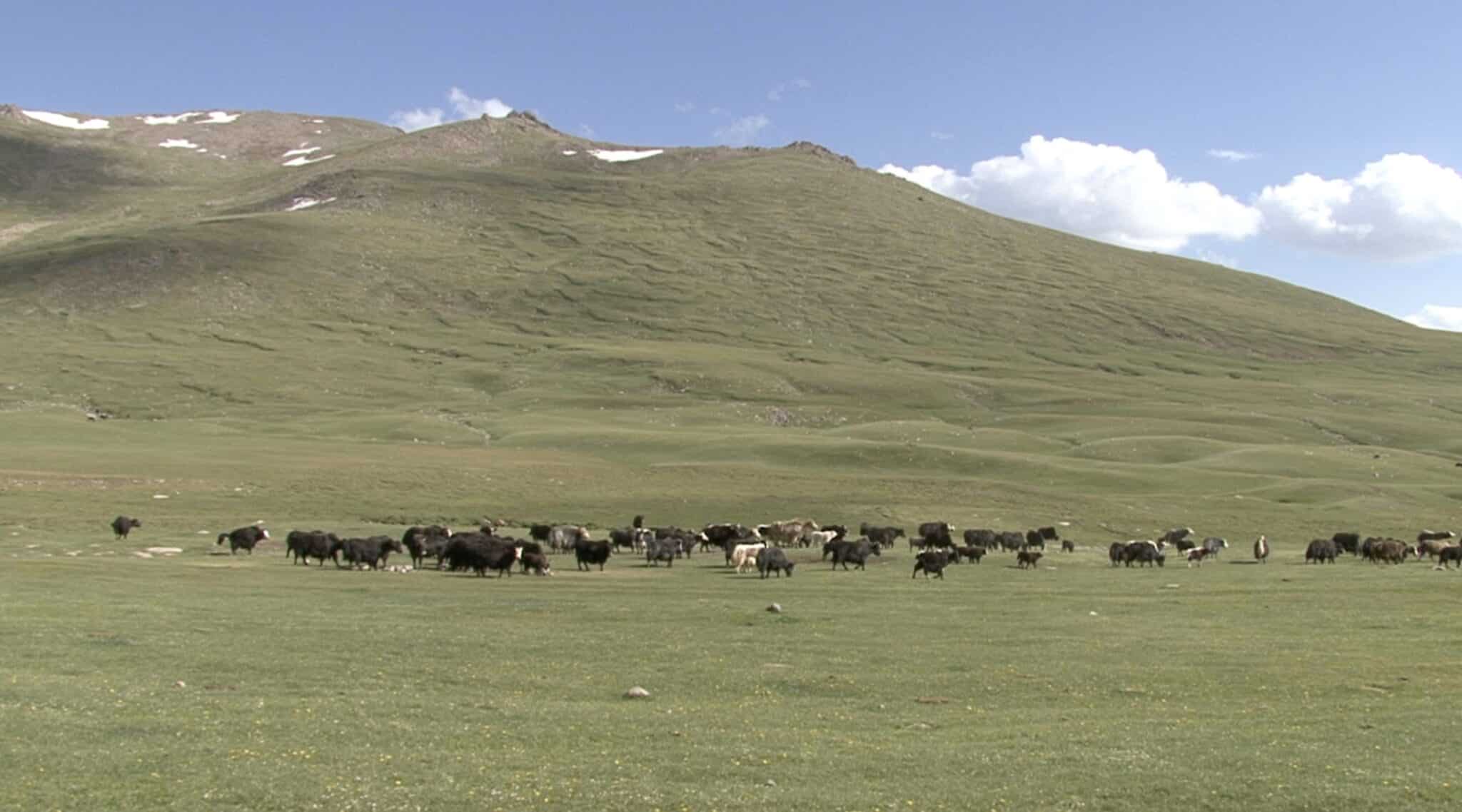 Naryn Province Alpine Yaks